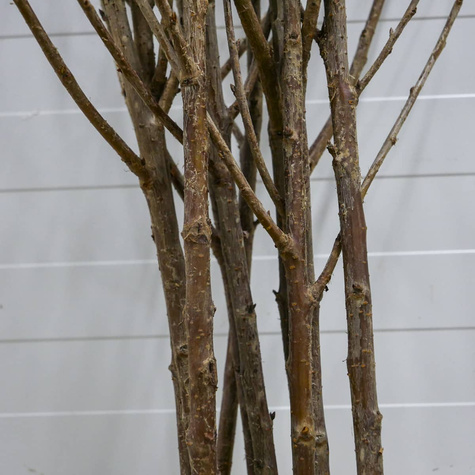 Wiśnia Turgieniewska Turgieniewka słodka