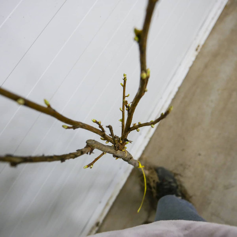 Duo porzeczka biało-czarna na pniu Start Pack