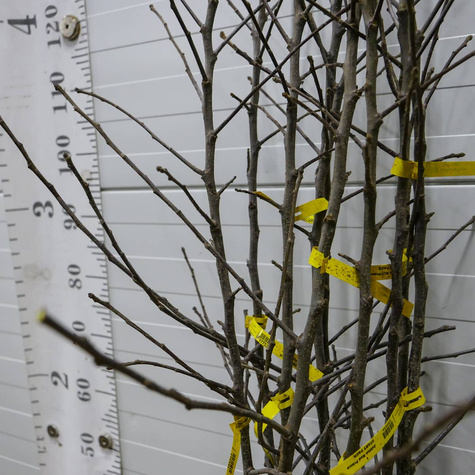 Jabłoń Red Prince START PACK