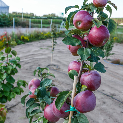Jabłoń Liberty Parchoodporna