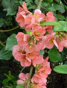 Pigwowiec pośredni Salmon Horizon