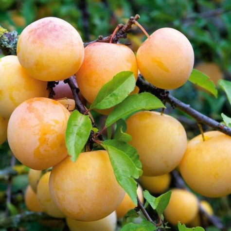 Półkarłowa Śliwa japońska Żółta Afaska