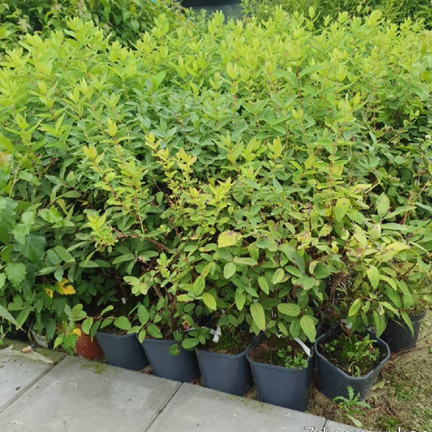 Jagoda kamczacka Jugana wczesna słodka w doniczce