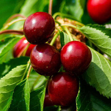 Wiśnia Lucyna Najlepsza Deserowa START PACK