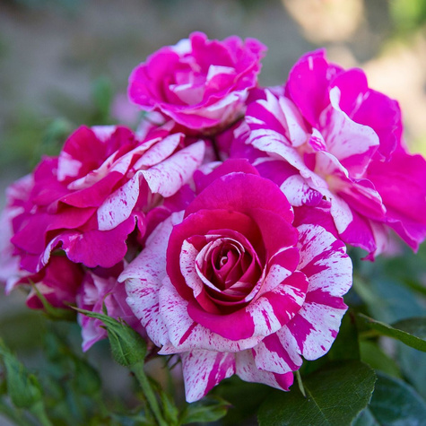 Róża rabatowa Summer Candy biało-różowa