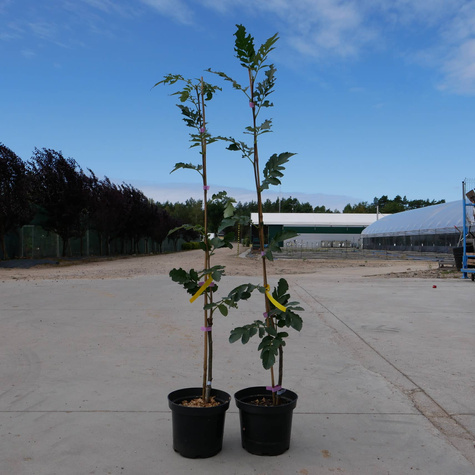 Jarzęboaronia Titan Sorbaronia Titan