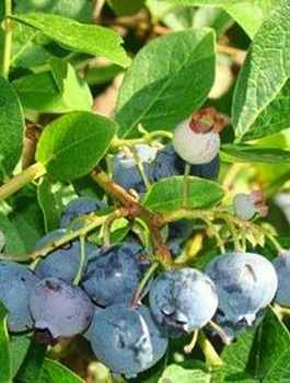 Borówka amerykańska JERSEY średniowczesna