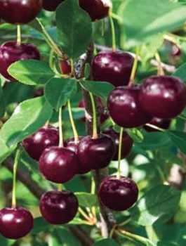 Wiśnia Łutówka sadzonka