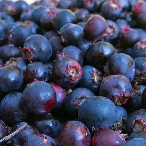 Świdośliwa olcholistna Mandam