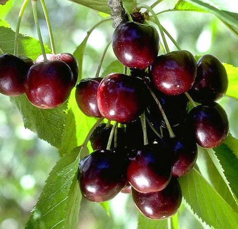 Czereśnia Krótkopłodna START PACK