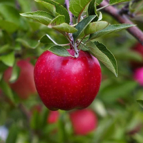 Jabłoń Malinowa Oberlandzka w doniczce C2