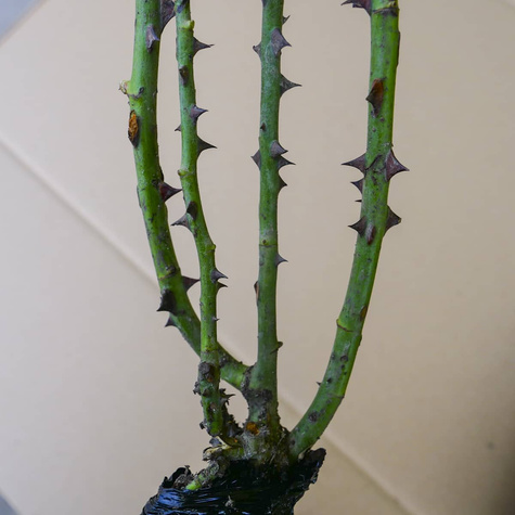 Róża wielkokwiatowa Aphrodite różowa balot