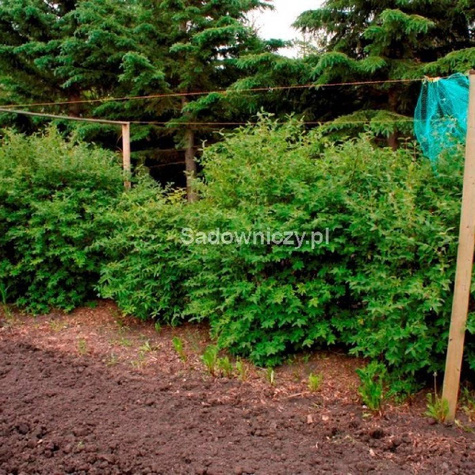 Jagoda kamczacka Indigo Gem