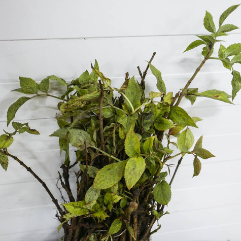 Bez Czarny Plant Pack