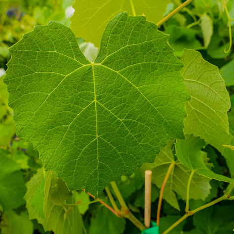 Winorośl winogrona Lidia