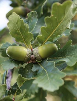 Dąb Bezszypułkowy Plant Pack