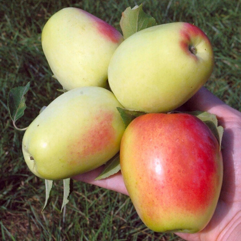 Jabłoń Kandil Sinap Sępka Czubajka START PACK