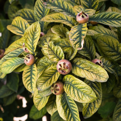 Nieszpułka zwyczajna balot