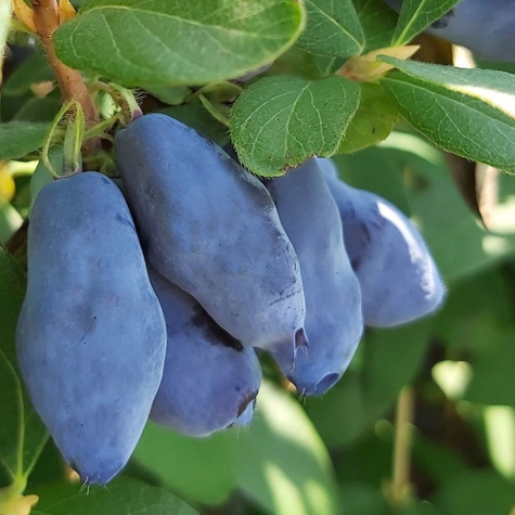 Jagoda kamczacka Blue Banana w doniczce