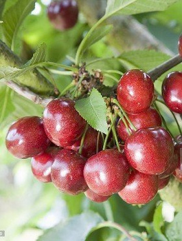 Czereśnia kolumnowa Celesta