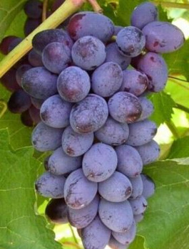 Winorośl winogrona Schuyler