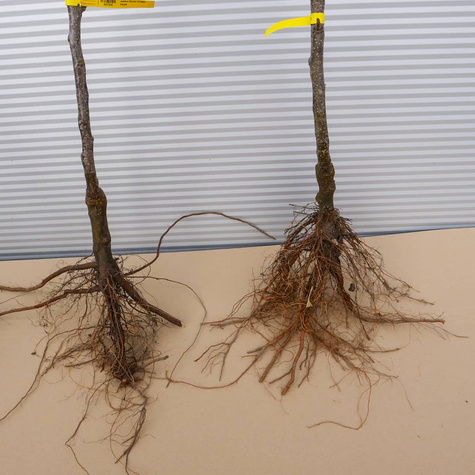 Jabłoń kolumnowa typu Rondo START PACK