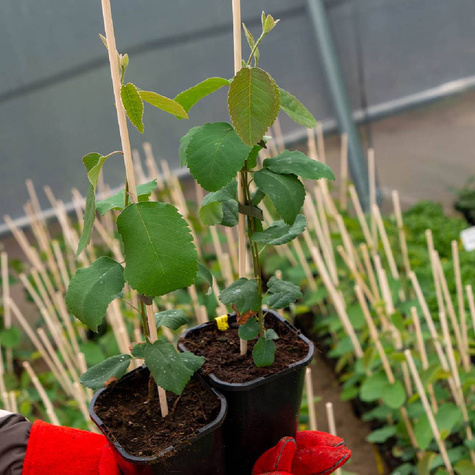 Świdośliwa olcholistna Krasnojarskaja