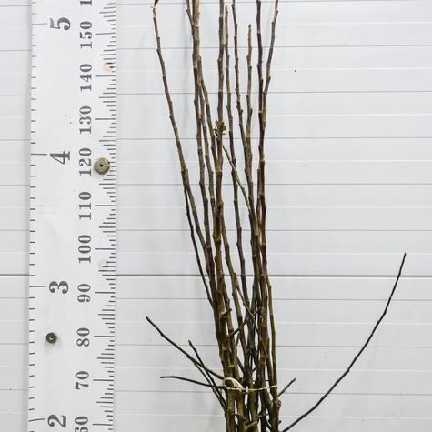 Jabłoń Spartan START PACK