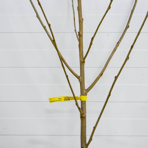 Czereśniowiśnia Hortensja Bardzo Duży Owoc czereśnia wiśnia START PACK