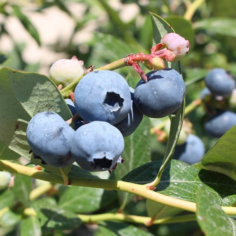 Borówka amerykańska NORTLAND (C2)