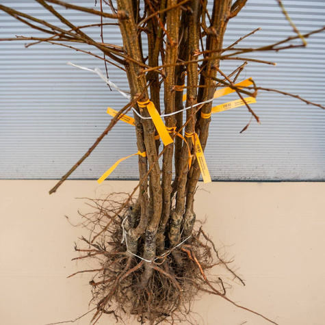 Śliwko-morela Śliwomorela Plumcot START PACK