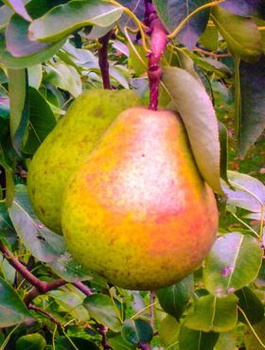 Grusza Lukasówka w doniczce (C2)