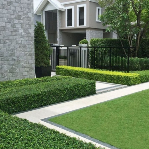 Bukszpan Pospolity Zwyczajny Plant Pack