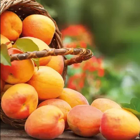 Morela Velkopavlovicka START PACK