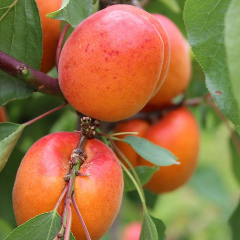 Morela Tsunami START PACK