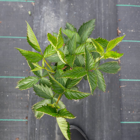 Jeżyna karłowa Dima w doniczce