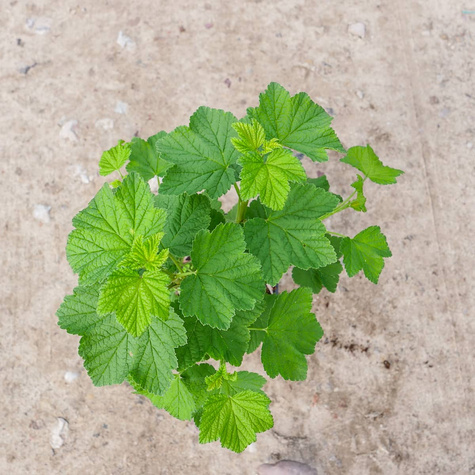 Porzeczka czarna w pojemniku