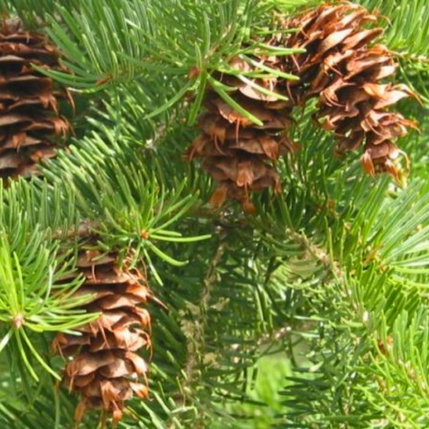 Daglezja Jedlica Szybko Rosnące Drzewo Iglaste Plant Pack