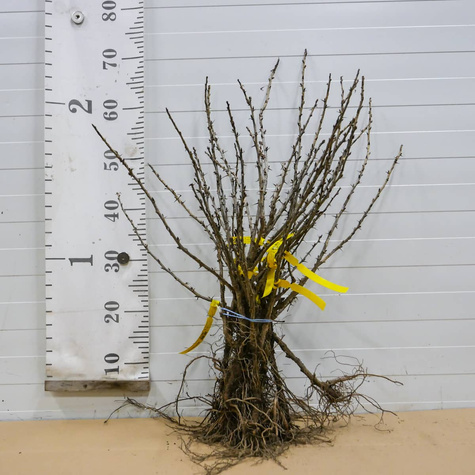 Agrest czerwony Hinnonmaki Rot w balocie