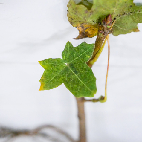 Kalina koralowa Plant Pack