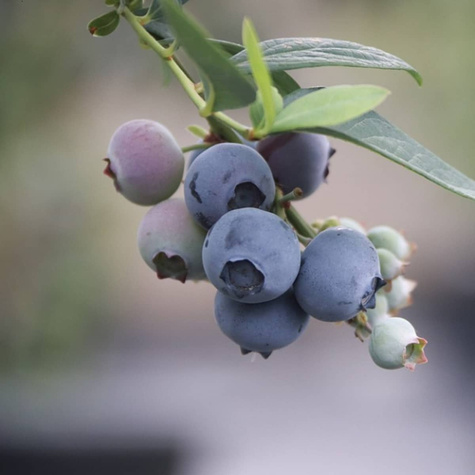 Borówka amerykańska JERSEY średniowczesna