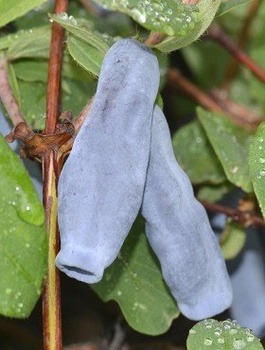 Jagoda kamczacka Docz Velikana