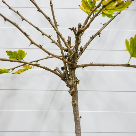 Agrest biały Mucurines na pniu w balocie
