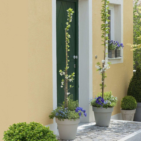 Śliwa kolumnowa Imperial Mrozoodporna START PACK