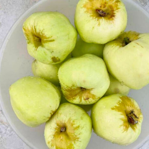 Jabłoń Antonówka Cukrowa START PACK