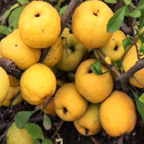 Pigwowiec pośredni Orange Trail C2