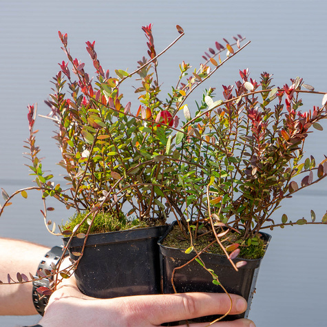 Żurawina wielkoowocowa McFarlin późna plenna