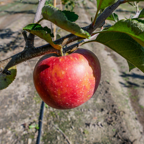 Jabłoń Cosmic Crisp Plant Pack