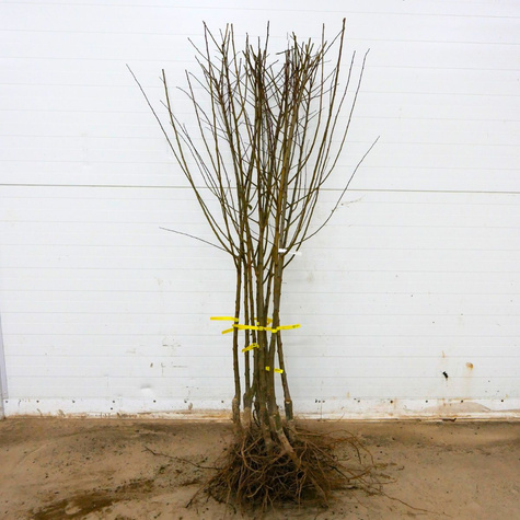 Śliwko-nektaryna Śliwonektaryna Ozark Premier