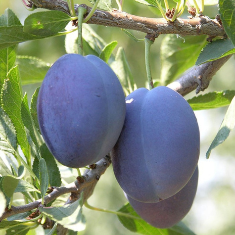 Śliwa Record START PACK